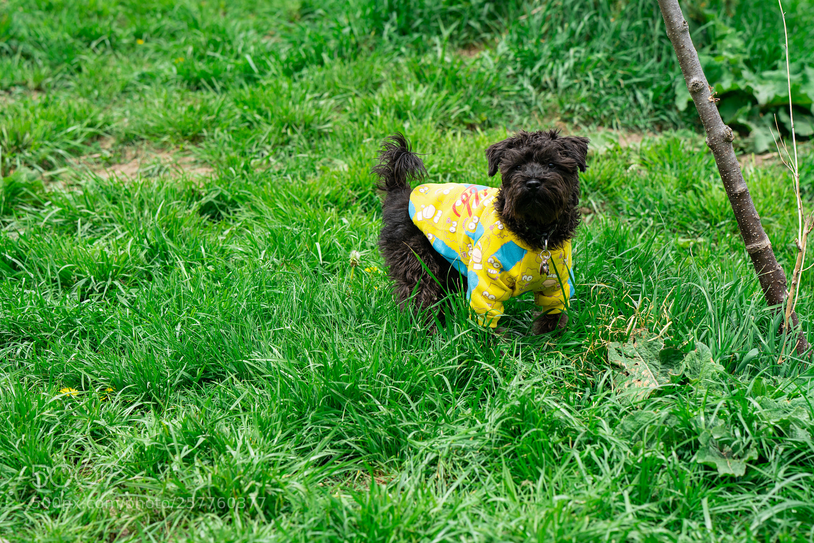 Sony a7R II sample photo. Bacon the doggers photography