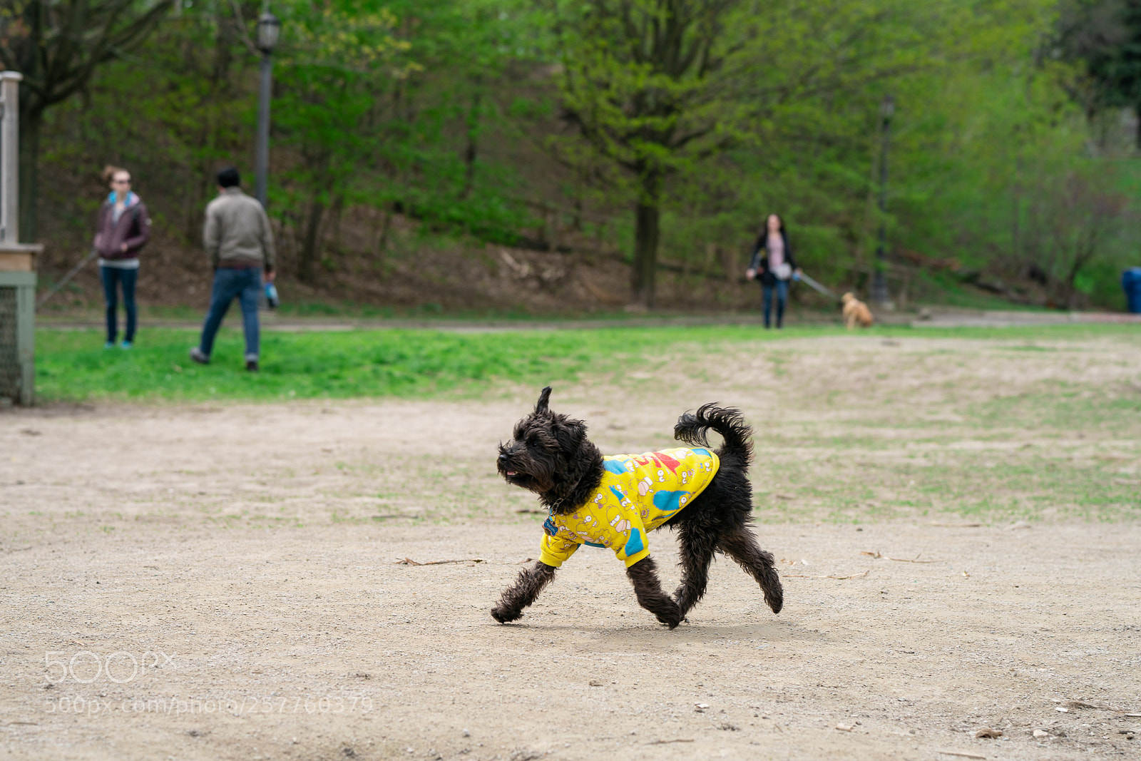 Sony a7R II sample photo. Bacon the doggers photography