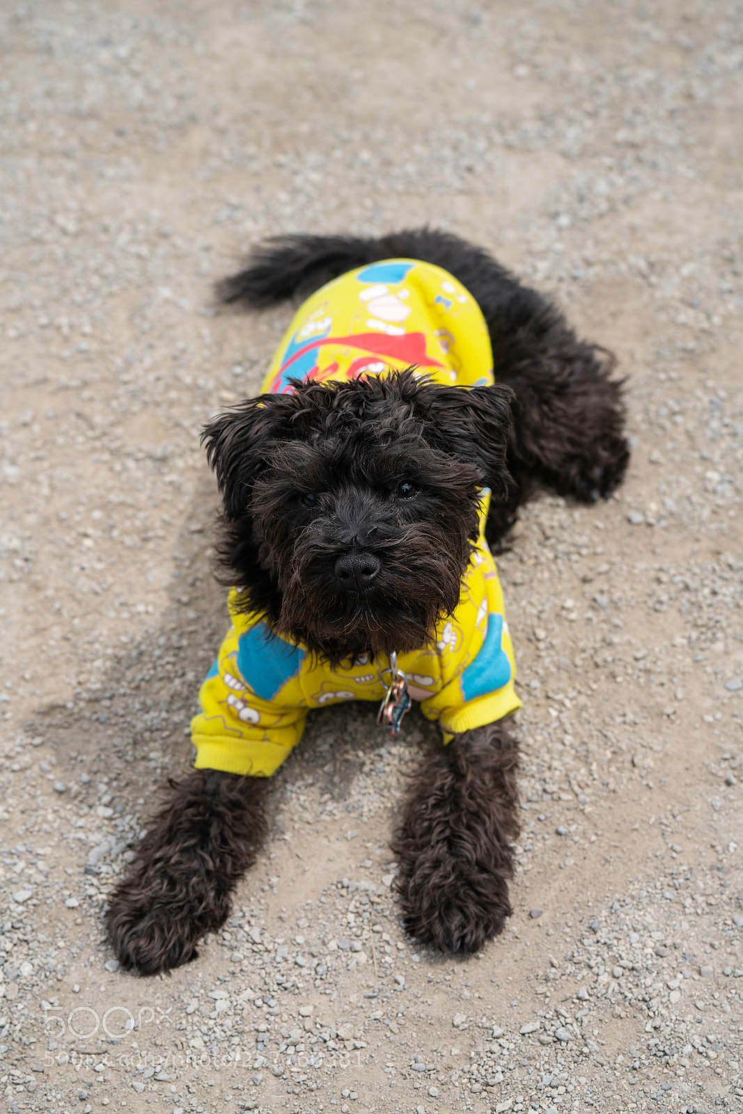Sony a7R II sample photo. Bacon the doggers photography
