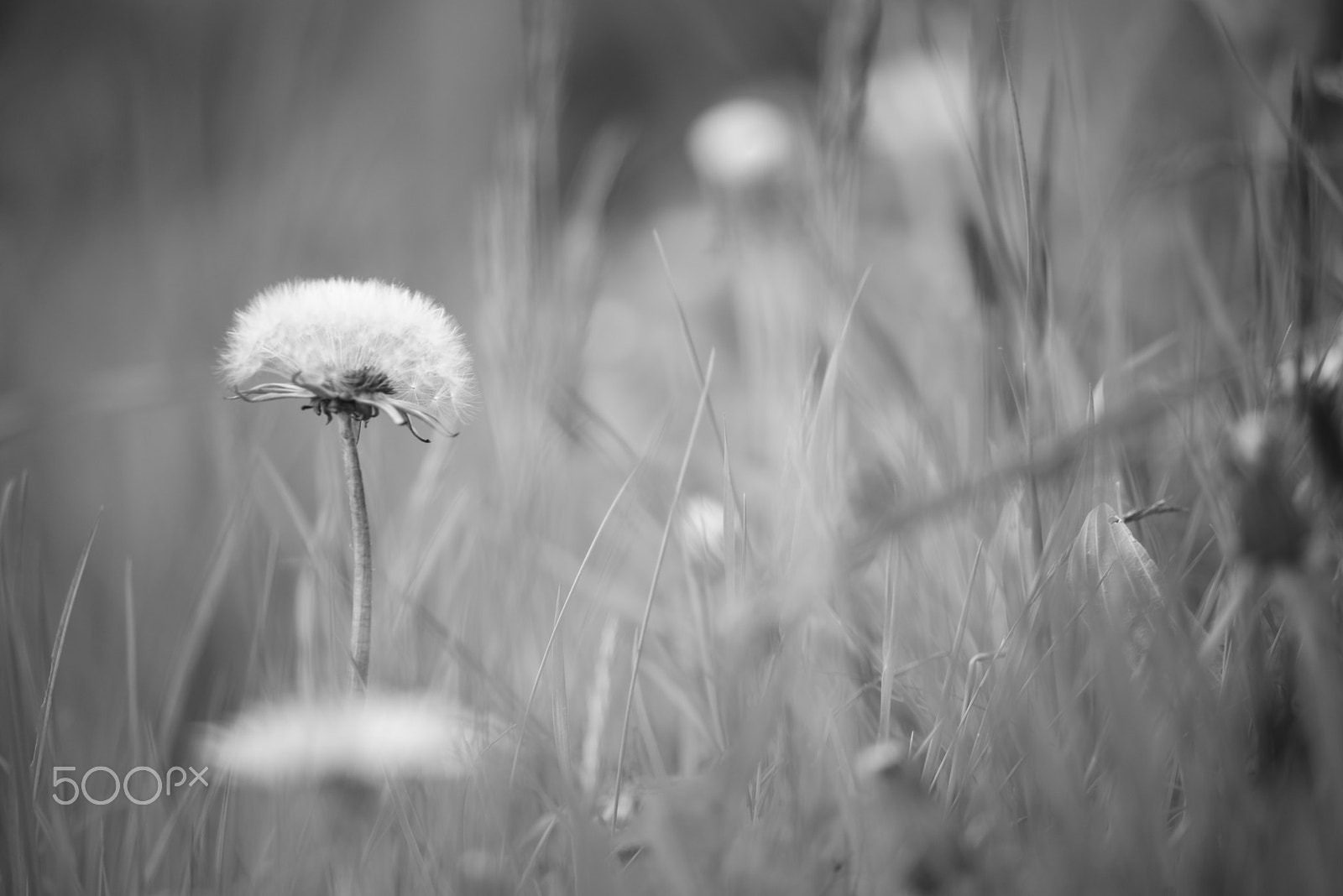 Nikon D610 + Manual Lens No CPU sample photo. Flowers photography