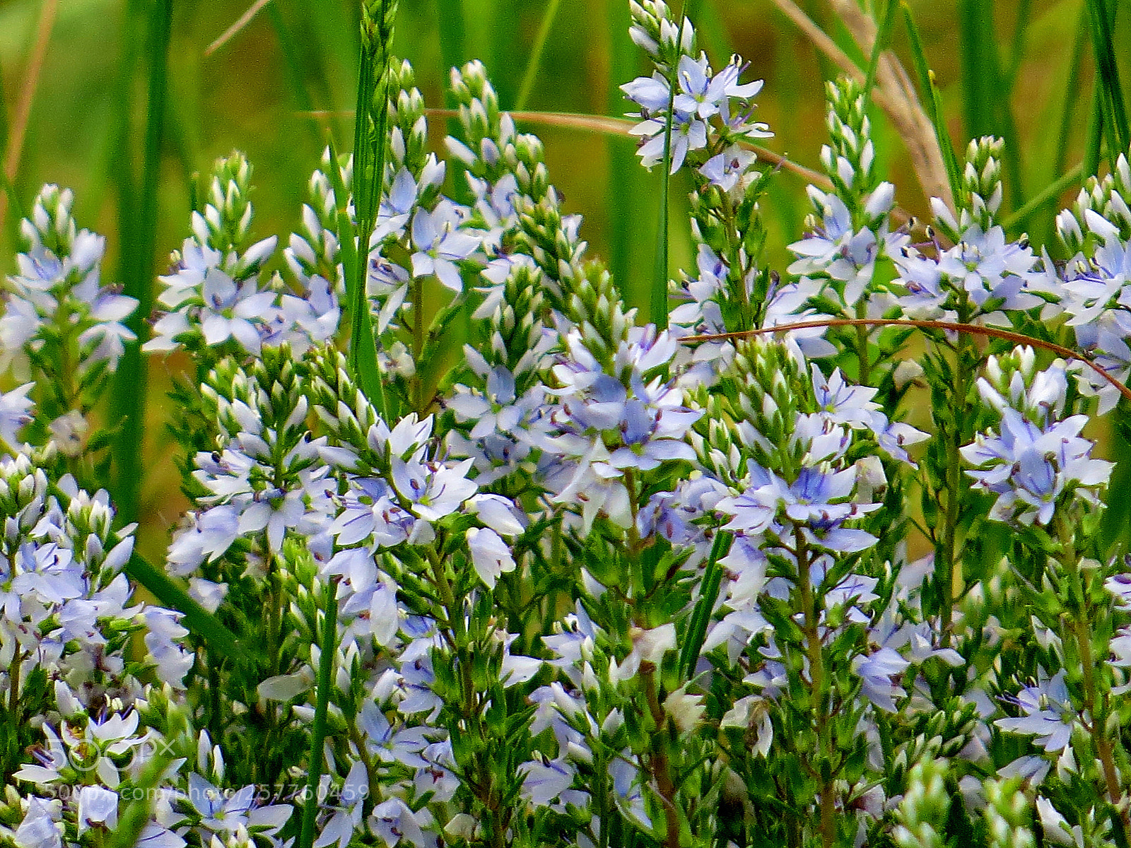 Canon PowerShot SX50 HS sample photo. Tender field photography
