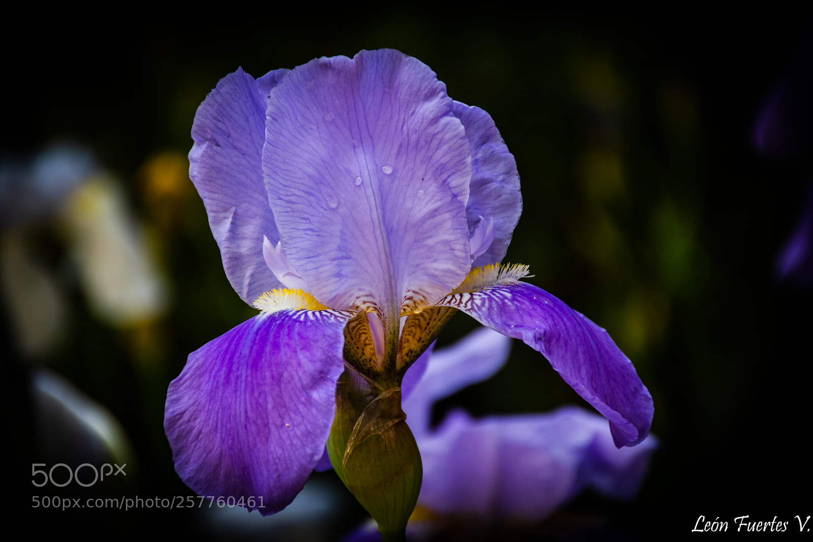 Nikon D7500 sample photo. Flor. flower photography