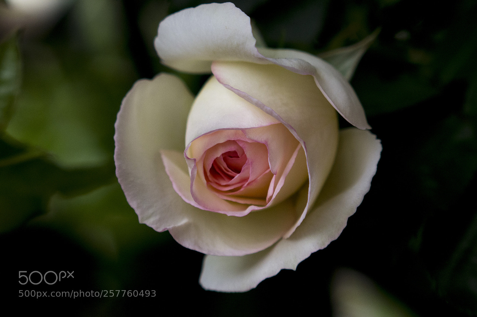 Pentax K-r sample photo. For all mothers photography