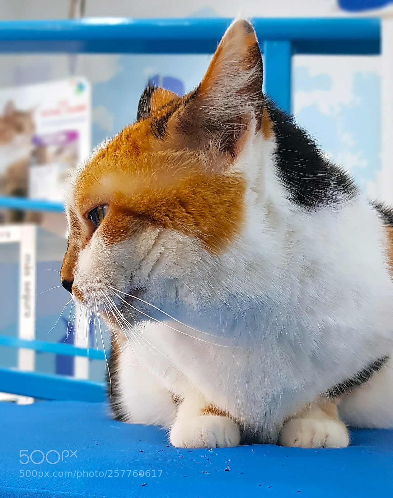 Samsung Galaxy S8 sample photo. Profile cat face photography