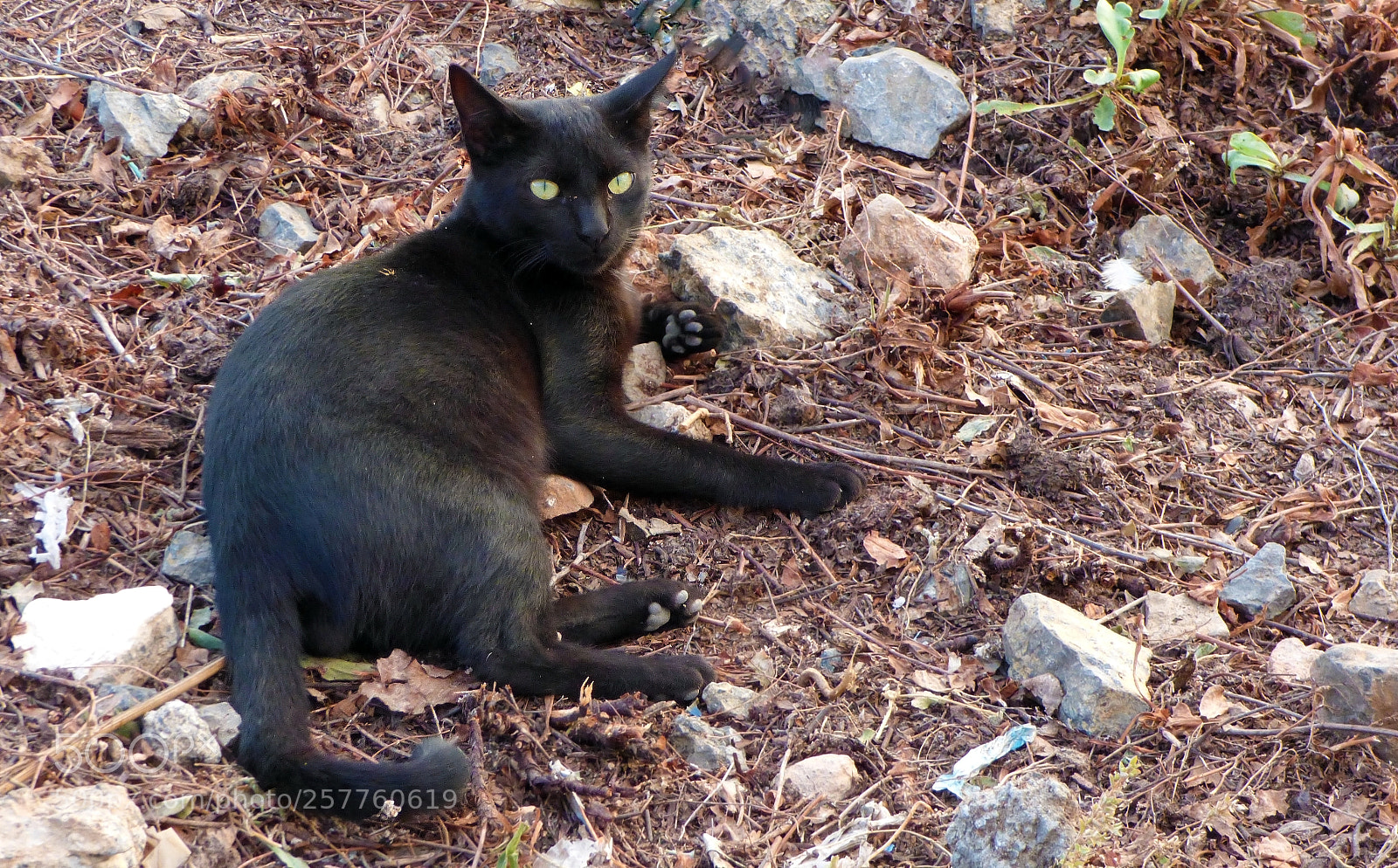 Panasonic DMC-FZ72 sample photo. Black cat stray in photography