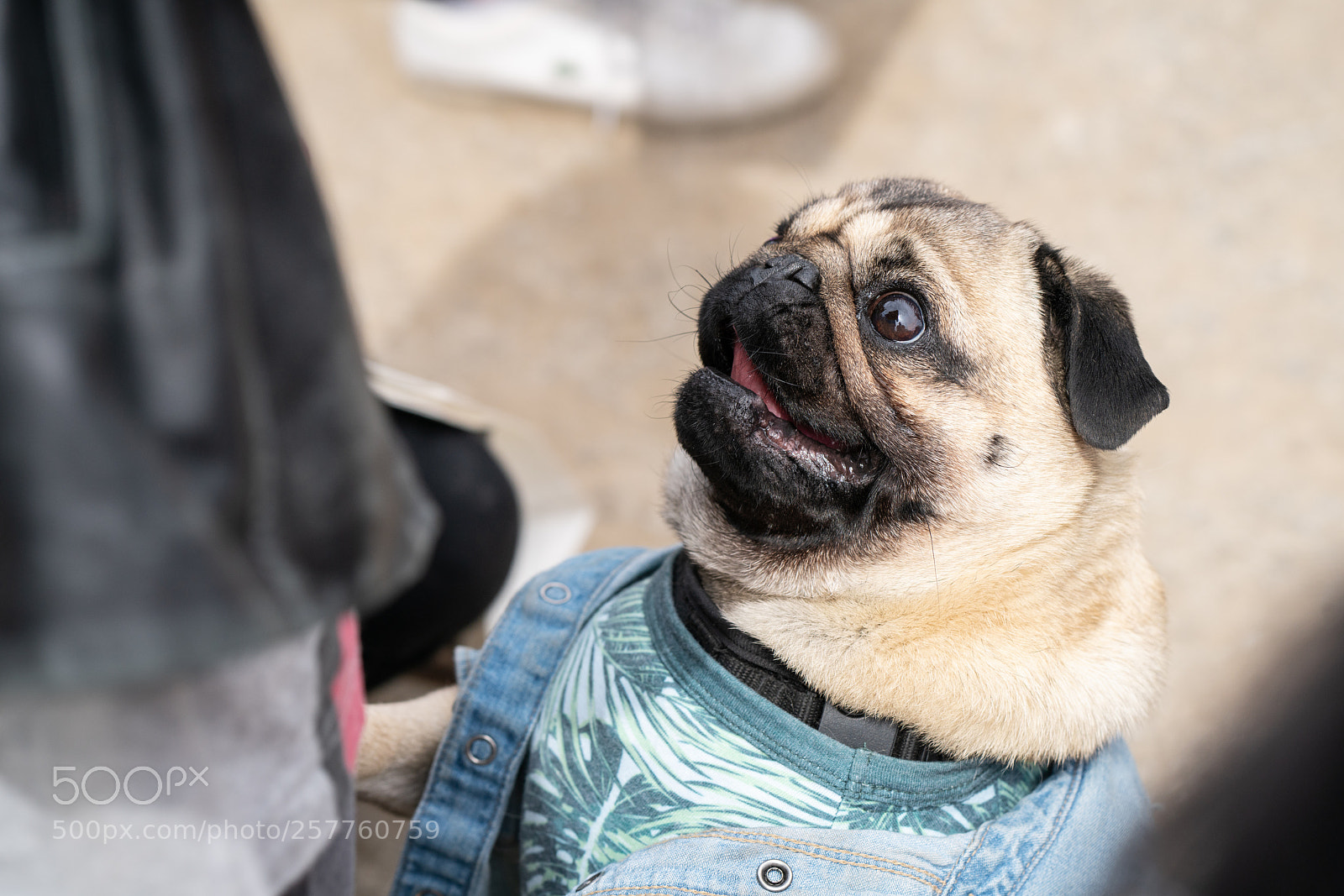 Sony a7R II sample photo. Pug photography