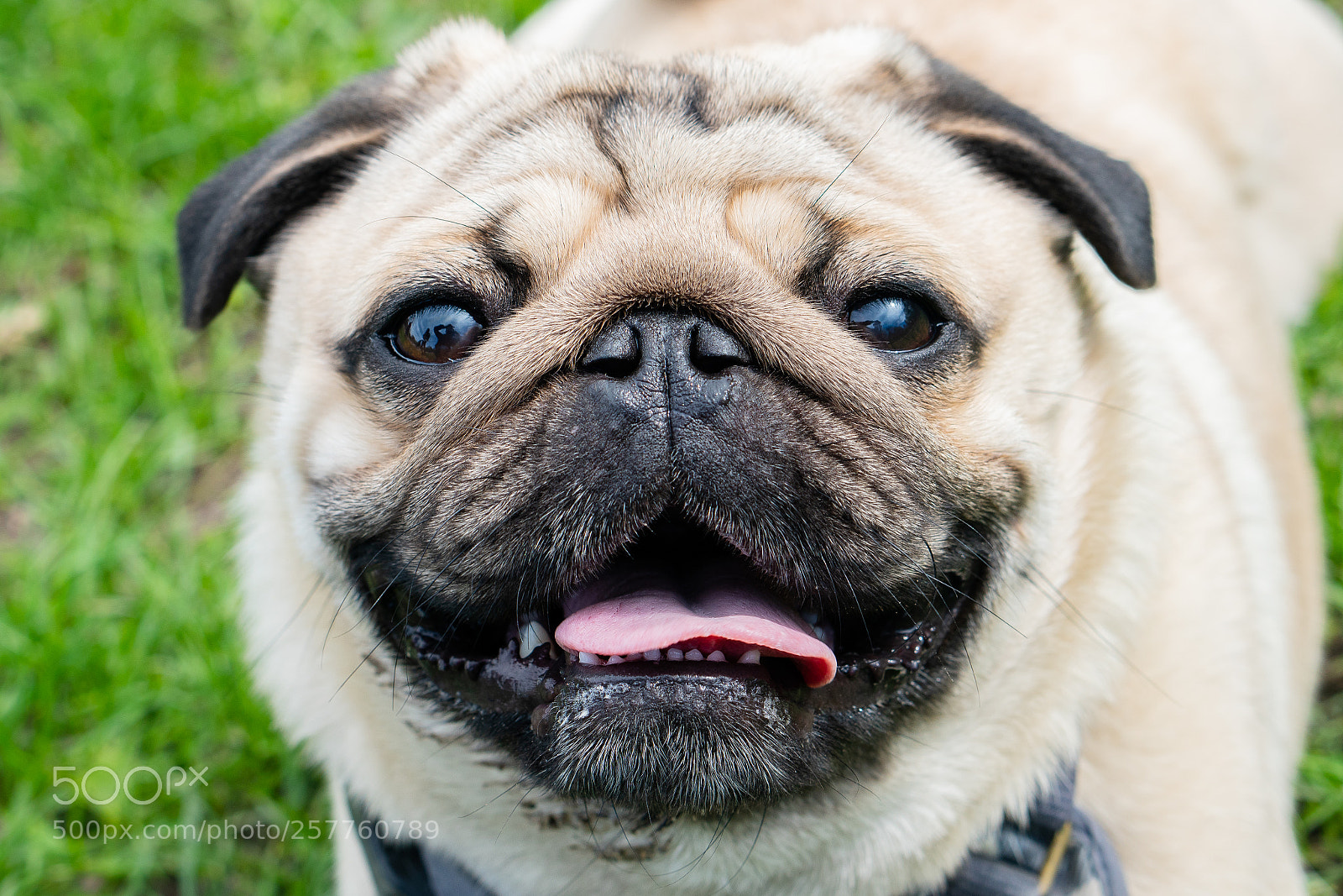 Sony a7R II sample photo. Fat pug photography