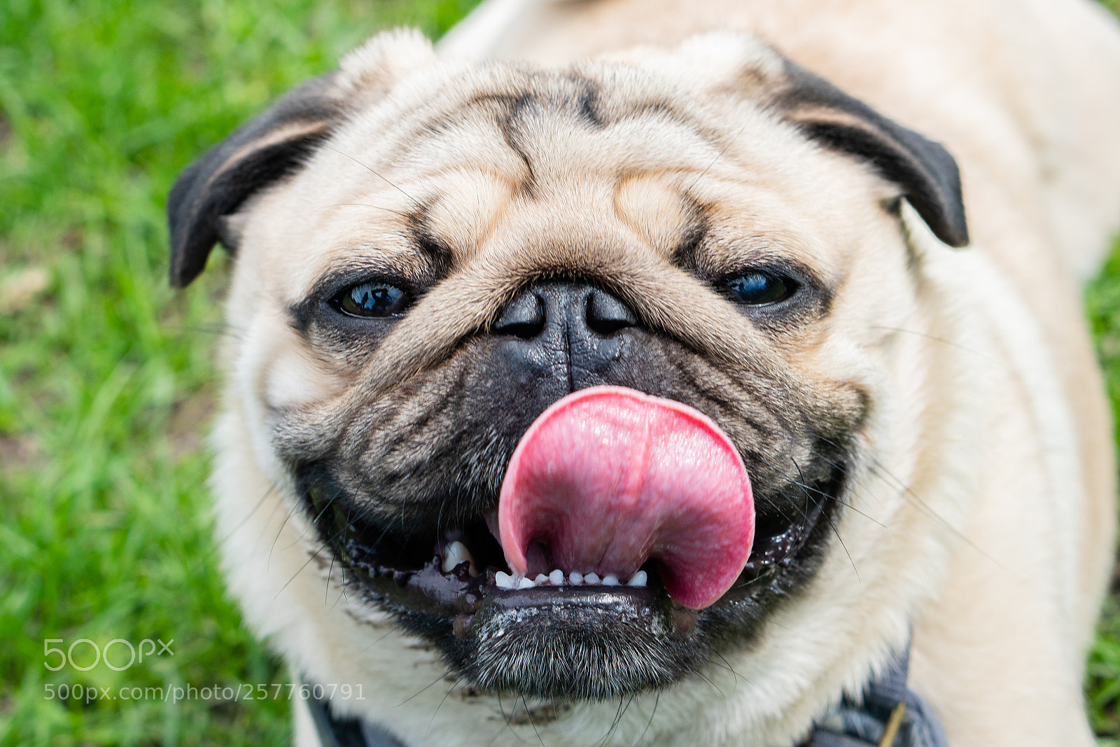 Sony a7R II sample photo. Fat pug photography