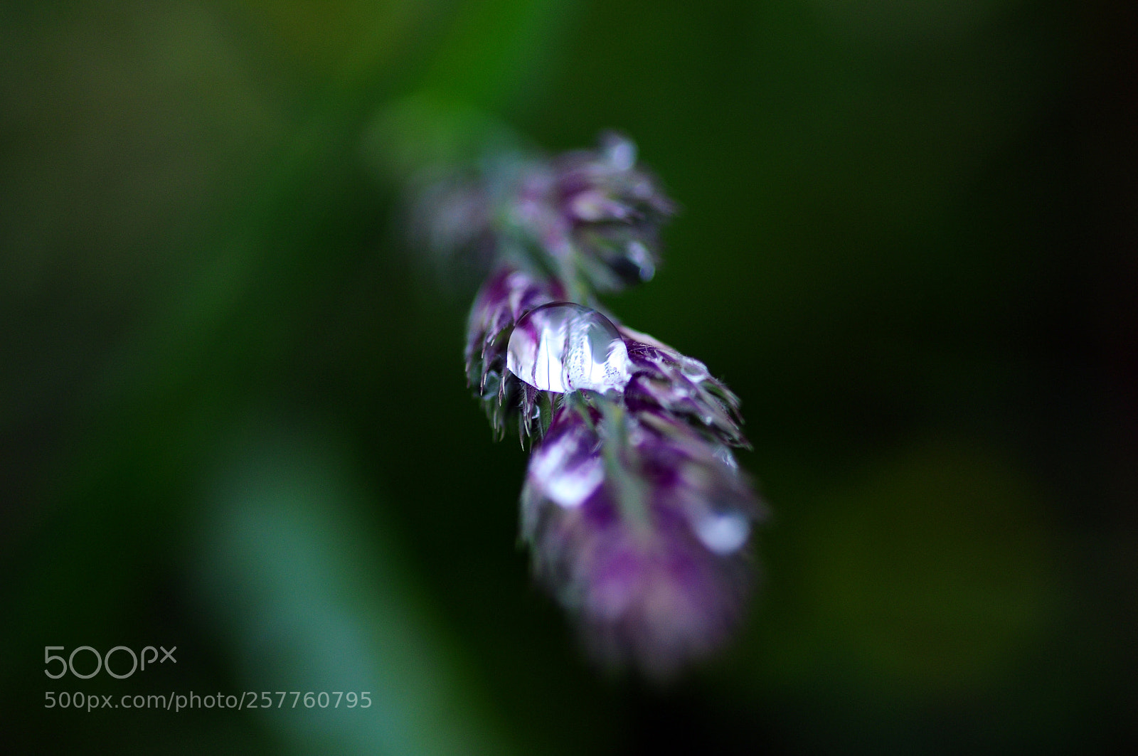Nikon D90 sample photo. After the rain photography