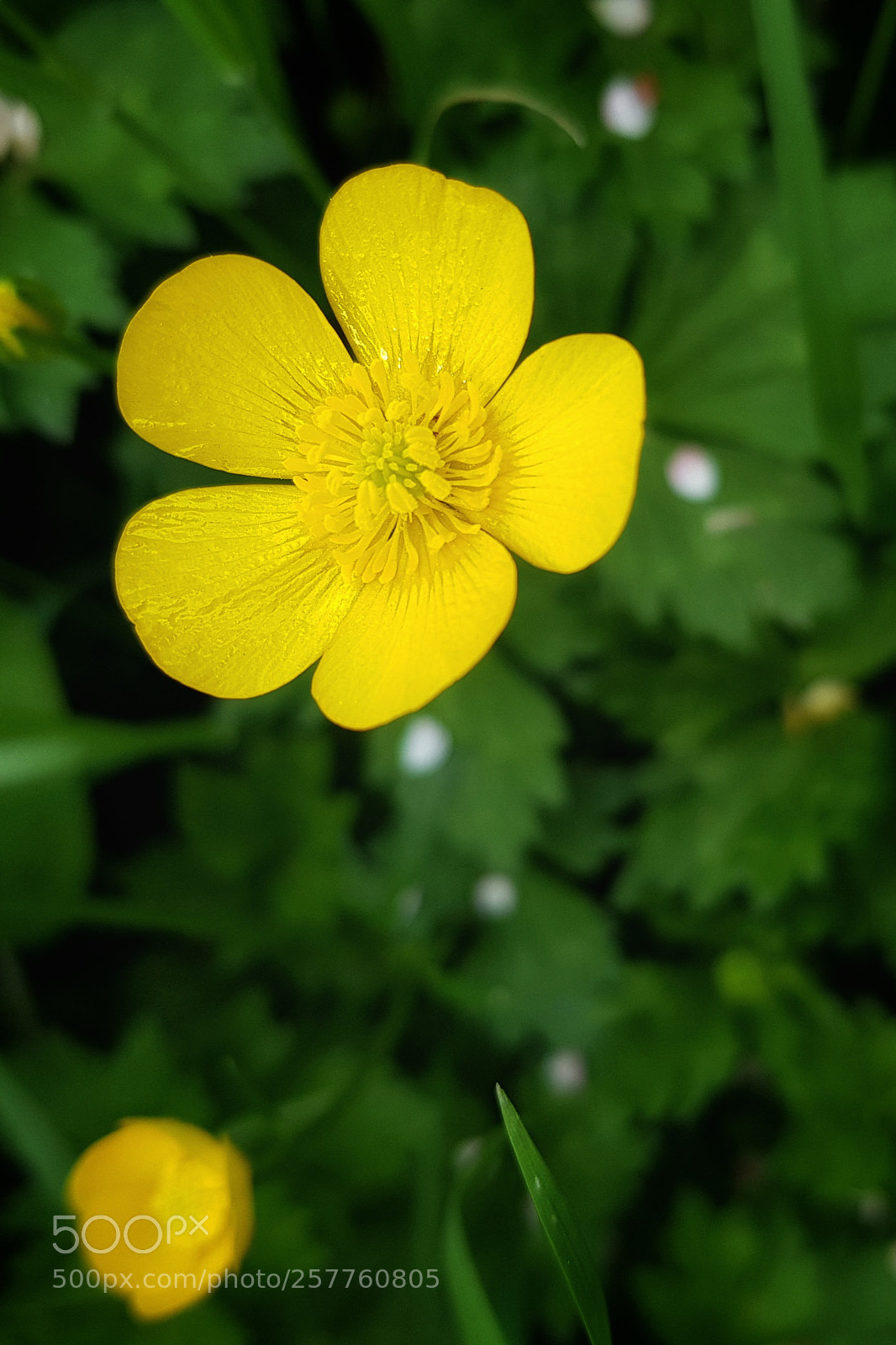 Samsung Galaxy S8+ sample photo. Yellow photography
