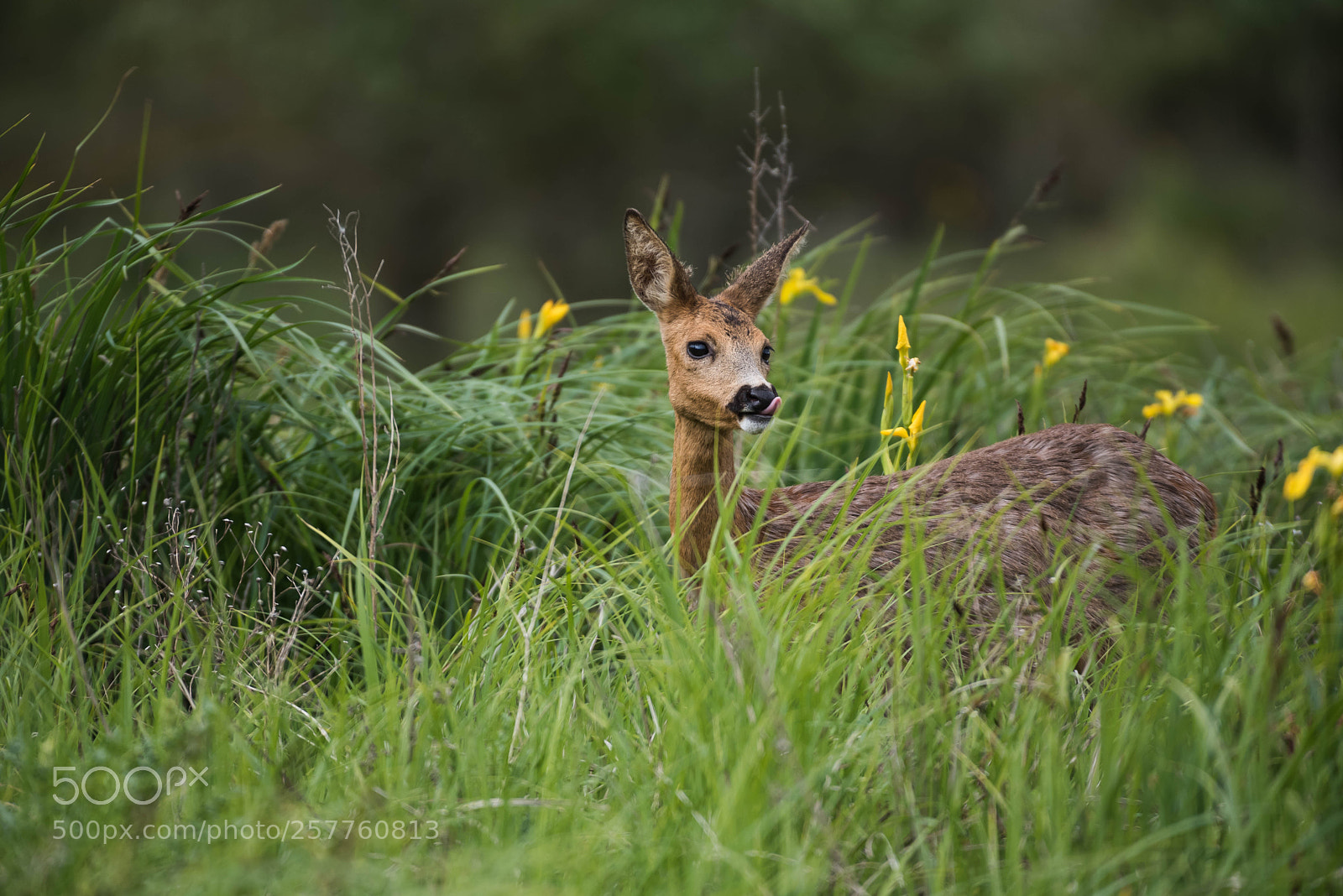 Nikon D750 sample photo. Chevrette. photography