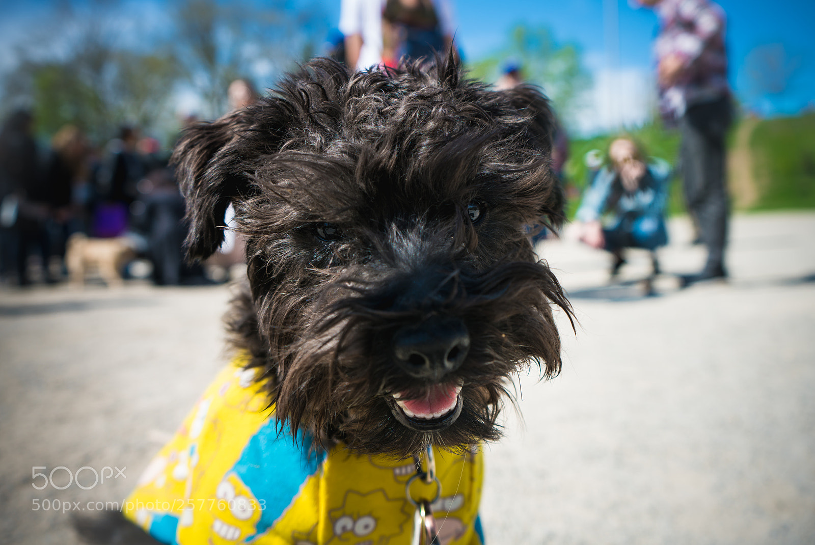Sony a7R II sample photo. Bacon the doggers photography