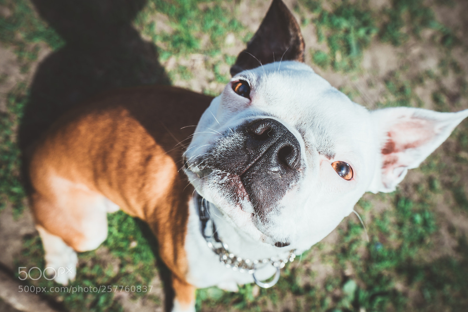 Sony a7R II sample photo. Puppy! photography
