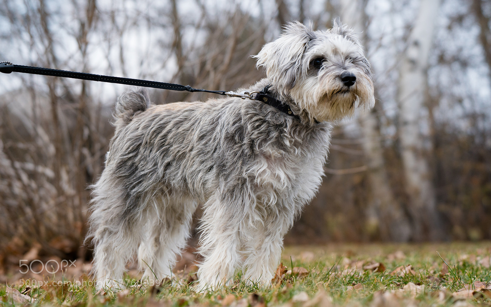 Sony a7R II sample photo. Schnouzer photography