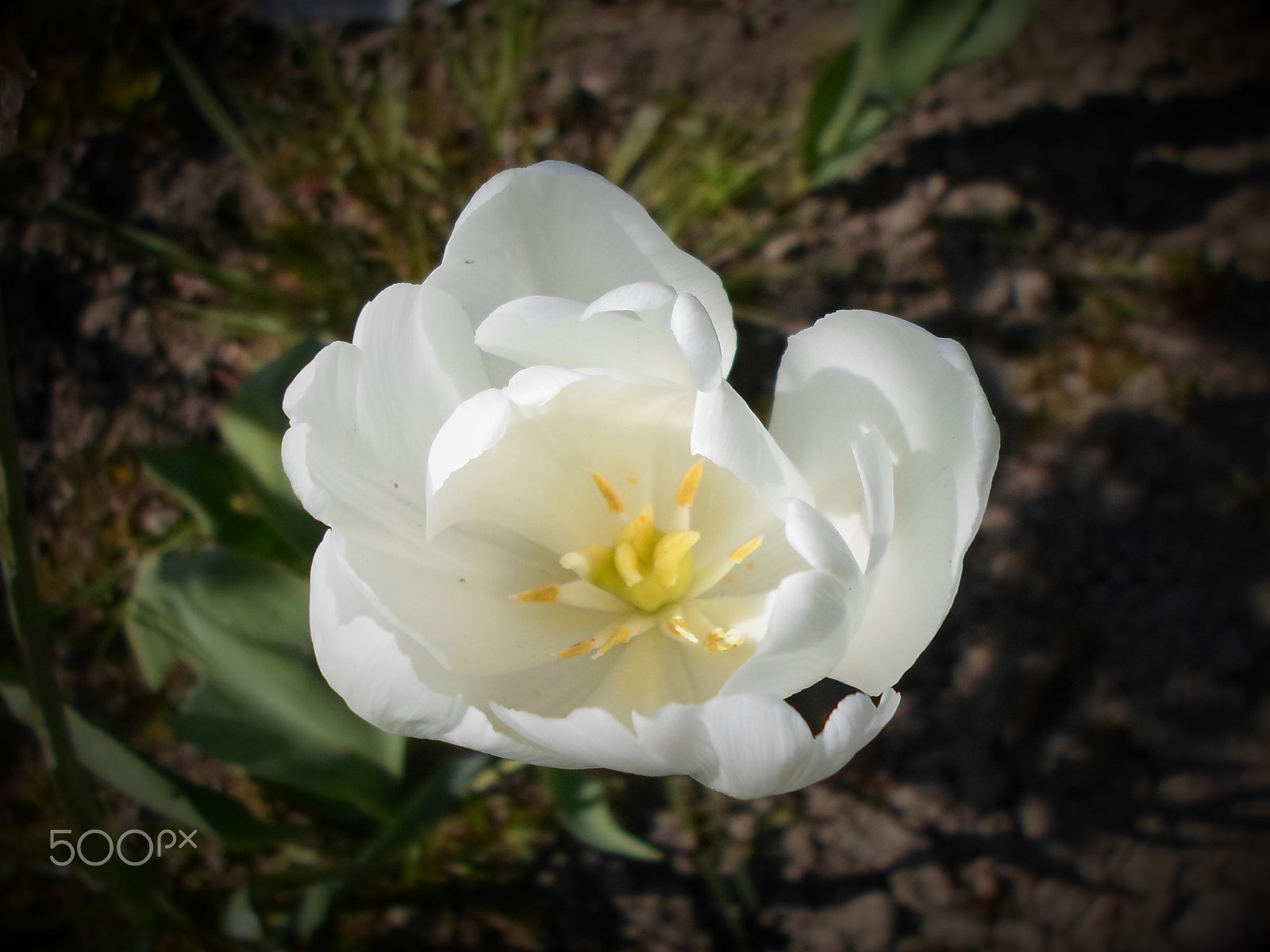 Samsung ST66 / ST68 sample photo. Pure photography