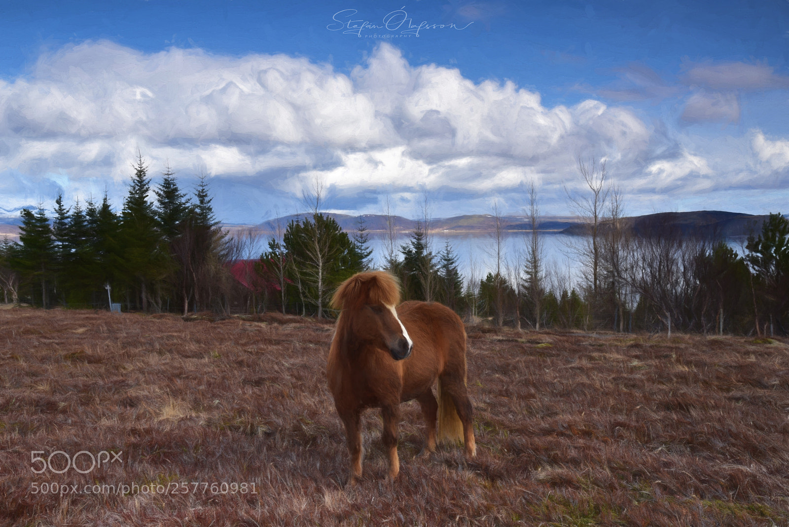 Nikon D750 sample photo. Handsome horse photography