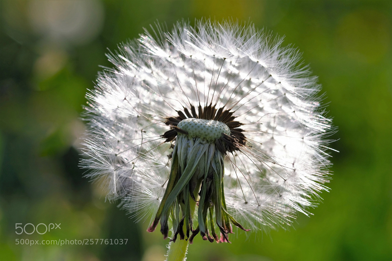 Fujifilm X-T20 sample photo. Pusteblume 2 photography
