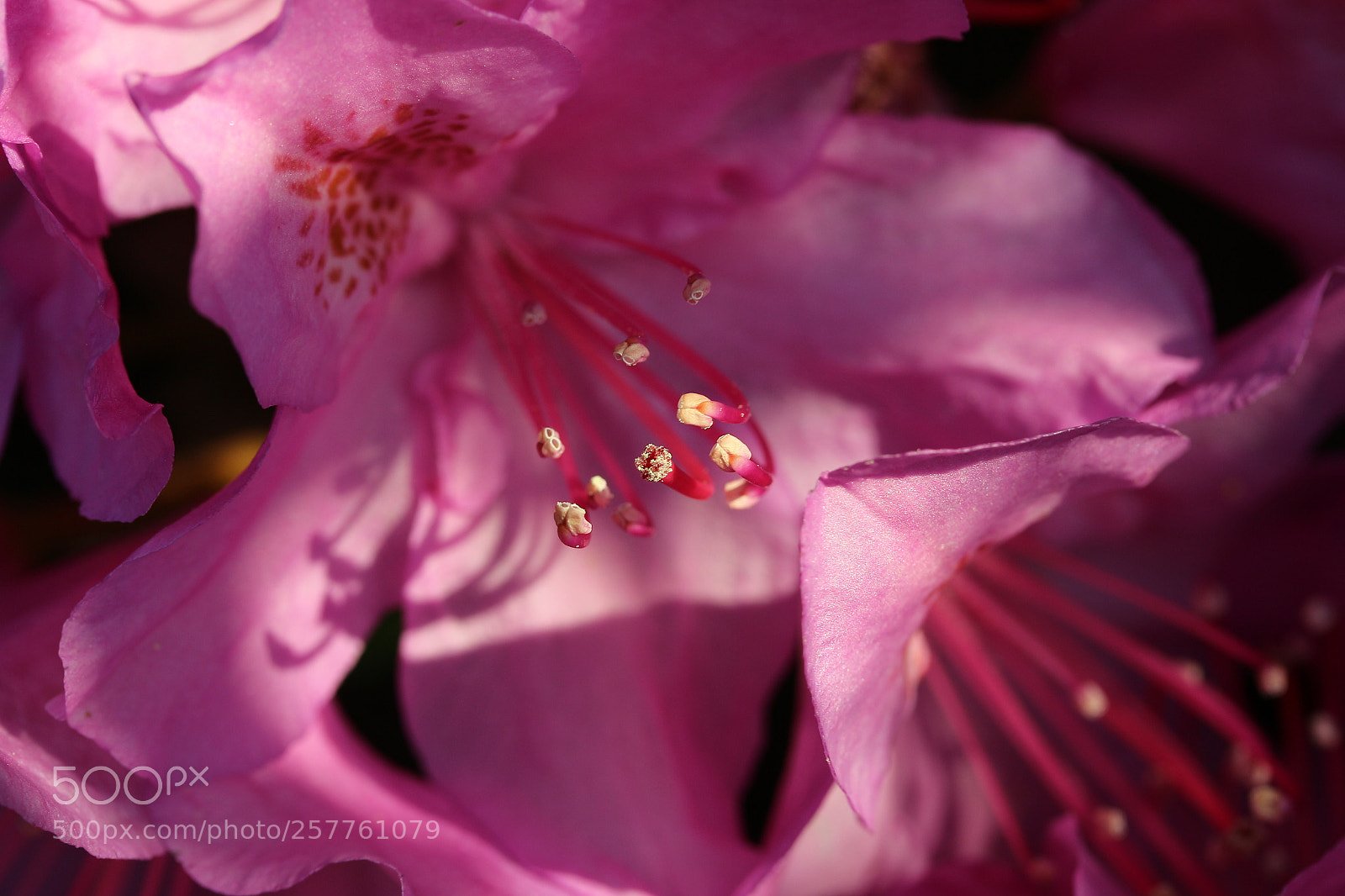 Canon EF-S 60mm F2.8 Macro USM sample photo. Rhododendrone01 photography