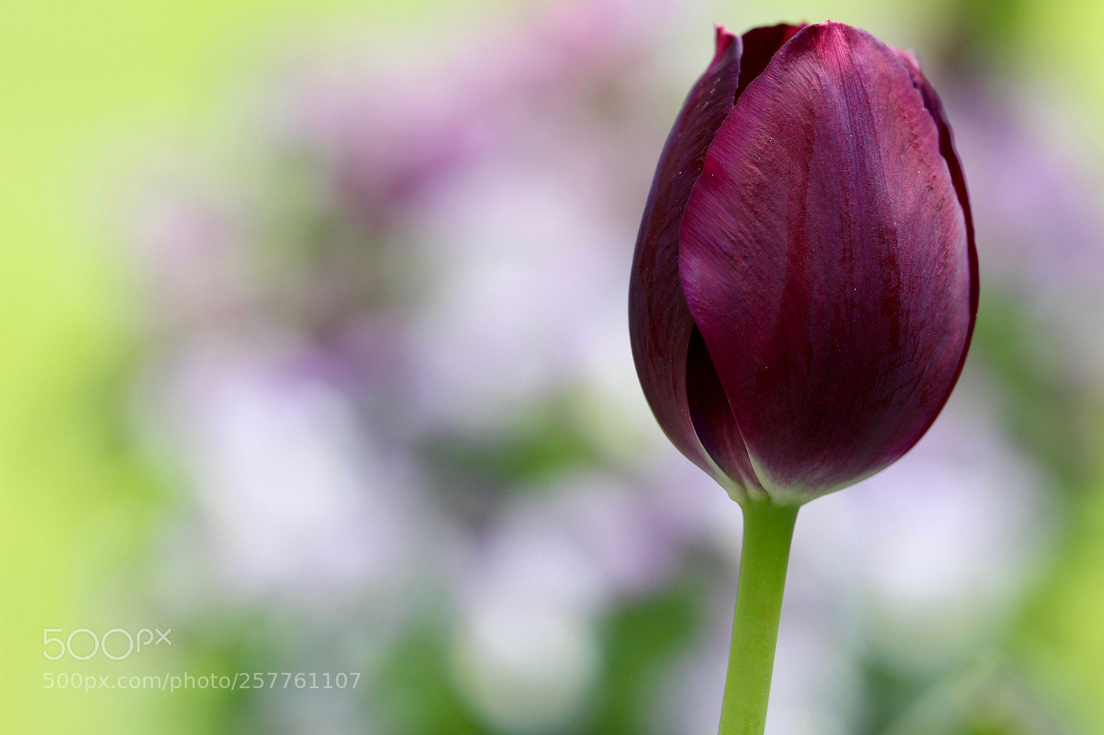 Canon EOS 700D (EOS Rebel T5i / EOS Kiss X7i) sample photo. Untitled photography