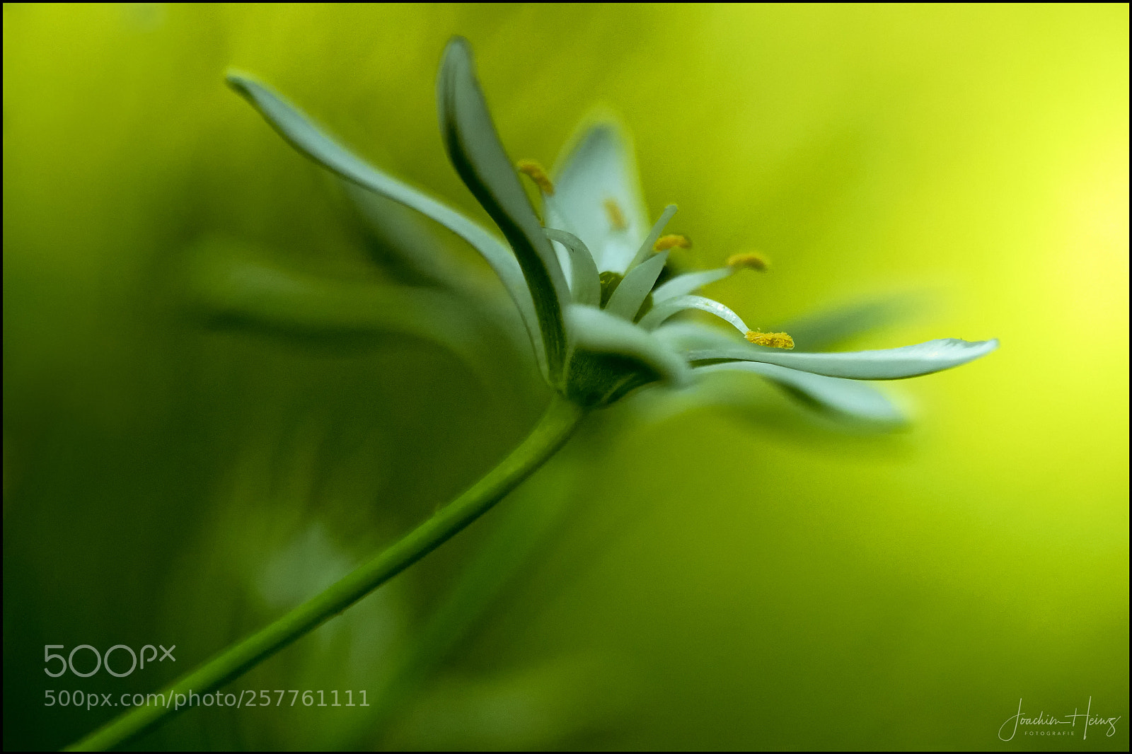 Fujifilm X-T2 sample photo. Star of bethlehem photography