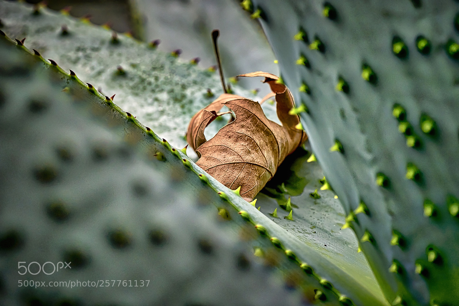 Sony a7R II sample photo. Atrapada photography