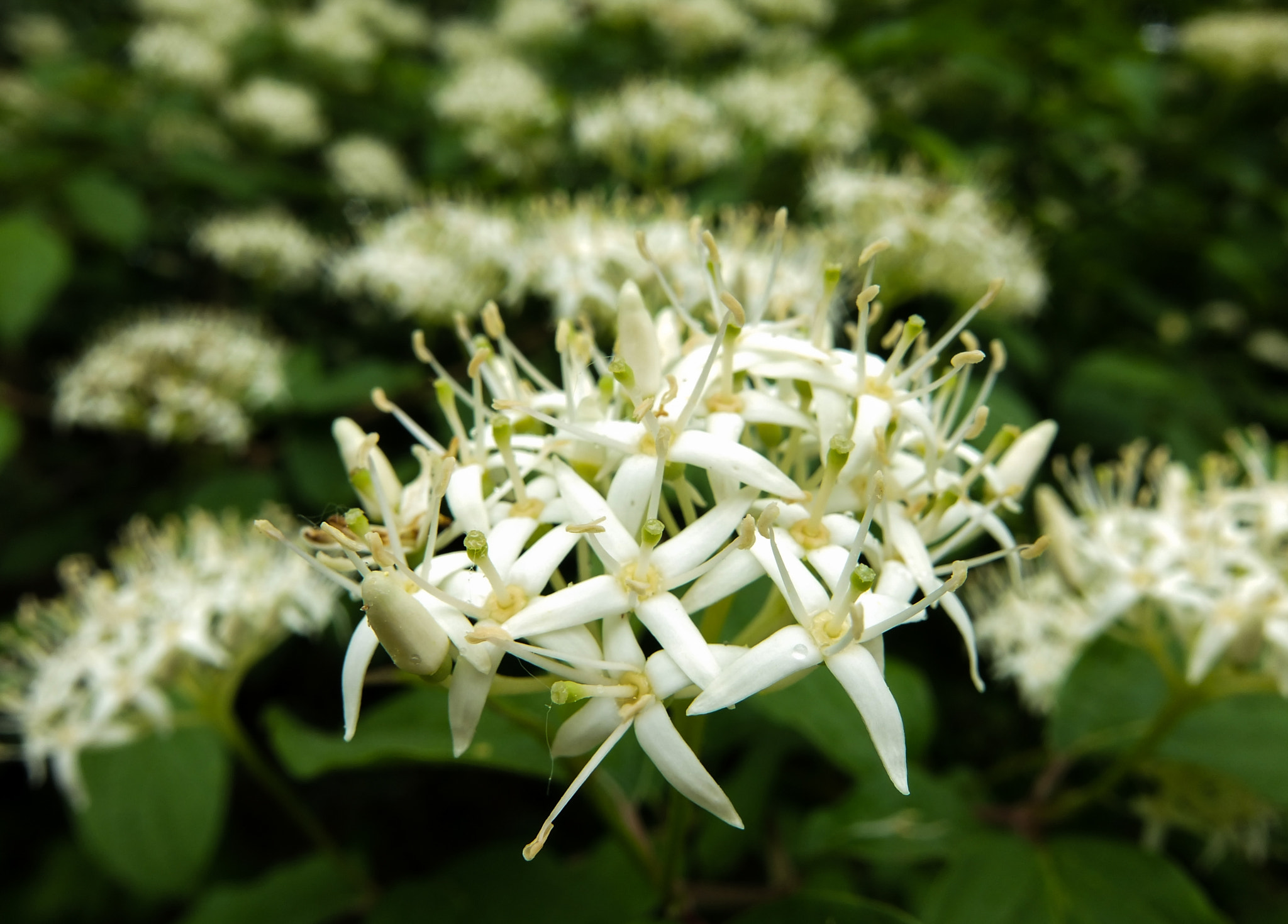 Fujifilm XF1 sample photo. Flowers photography