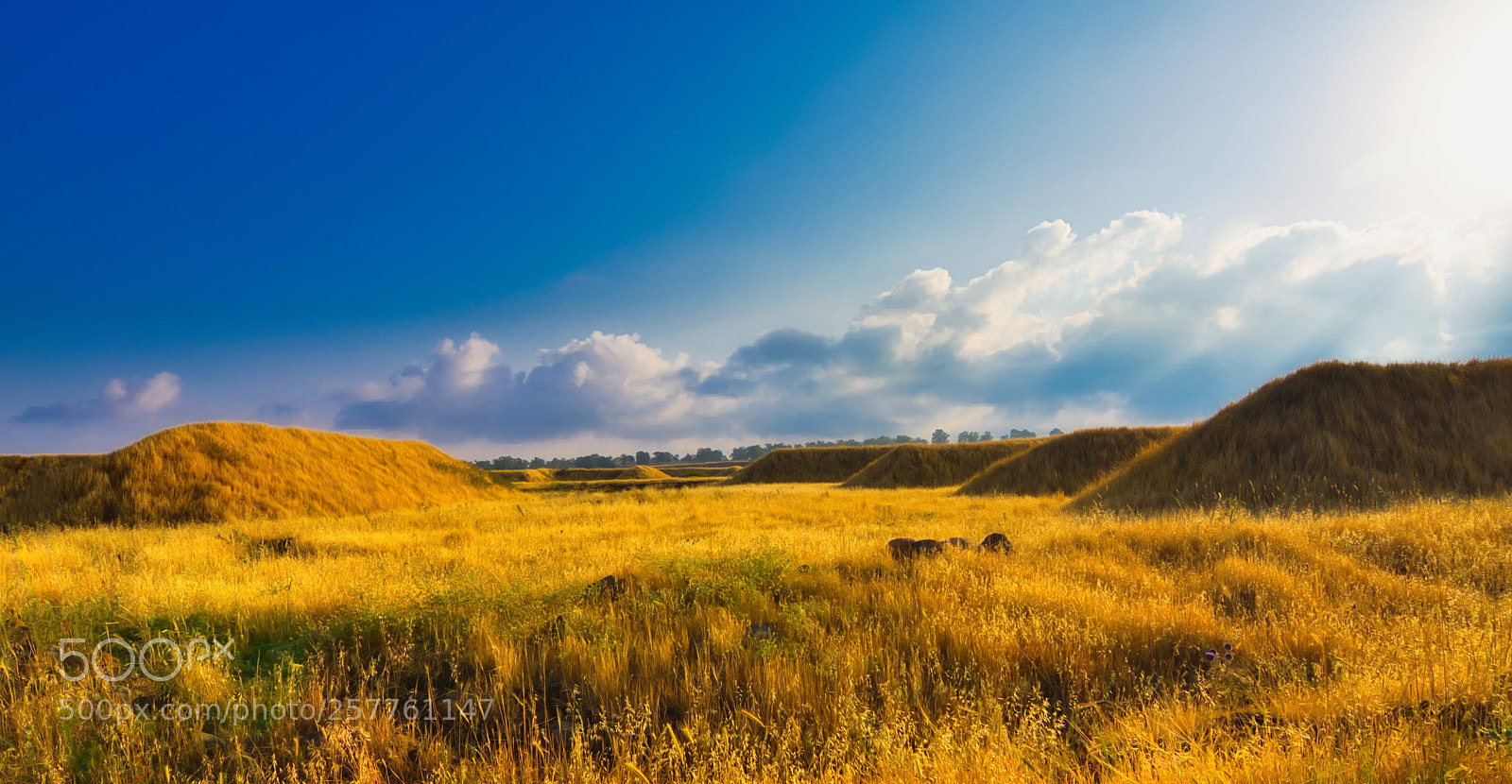 Nikon D7200 sample photo. View of yellow field photography