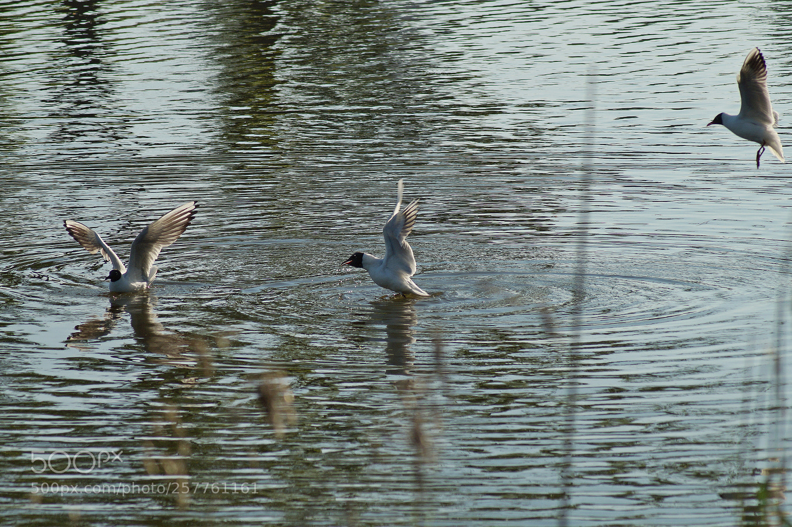 Sony SLT-A58 sample photo. Photo birdwatching in minsk photography