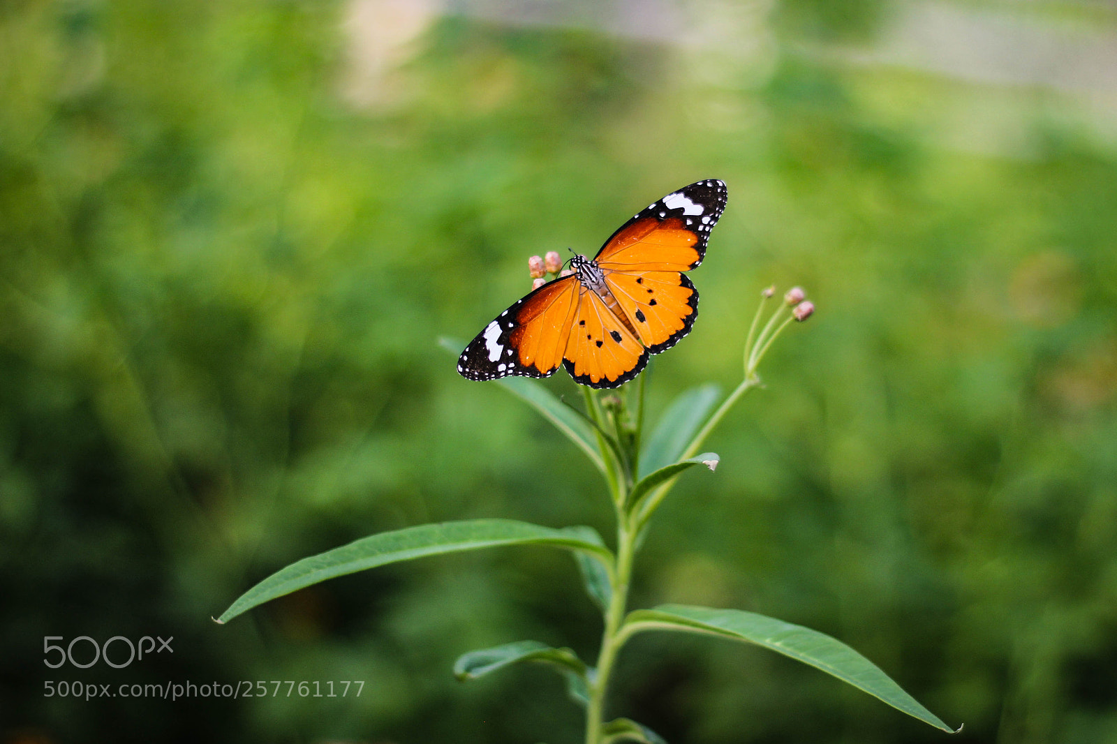 Canon EOS 60D sample photo. The butterfly photography
