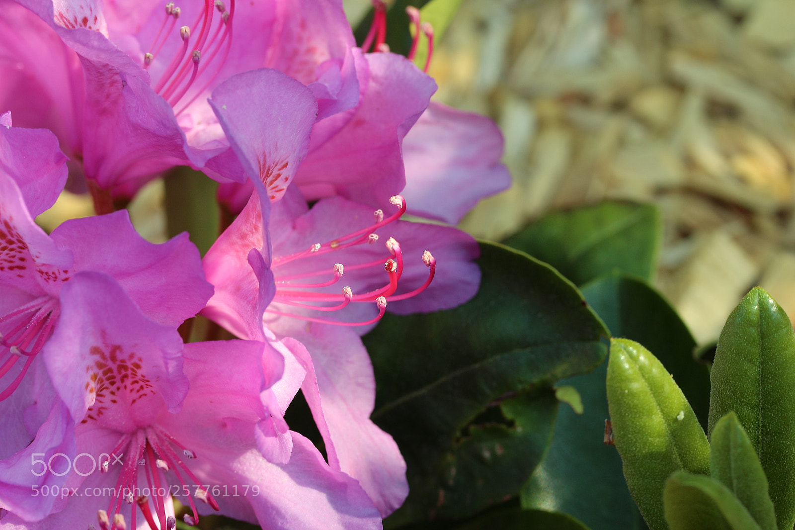 Canon EOS 700D (EOS Rebel T5i / EOS Kiss X7i) sample photo. Rhododendrone02 photography