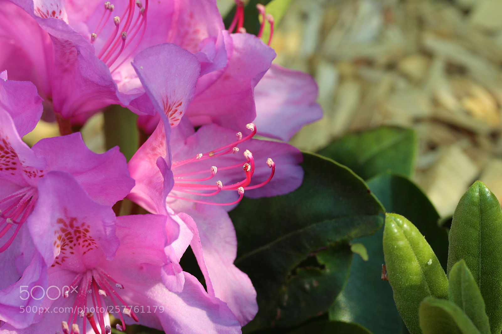 Canon EF-S 60mm F2.8 Macro USM sample photo. Rhododendrone02 photography