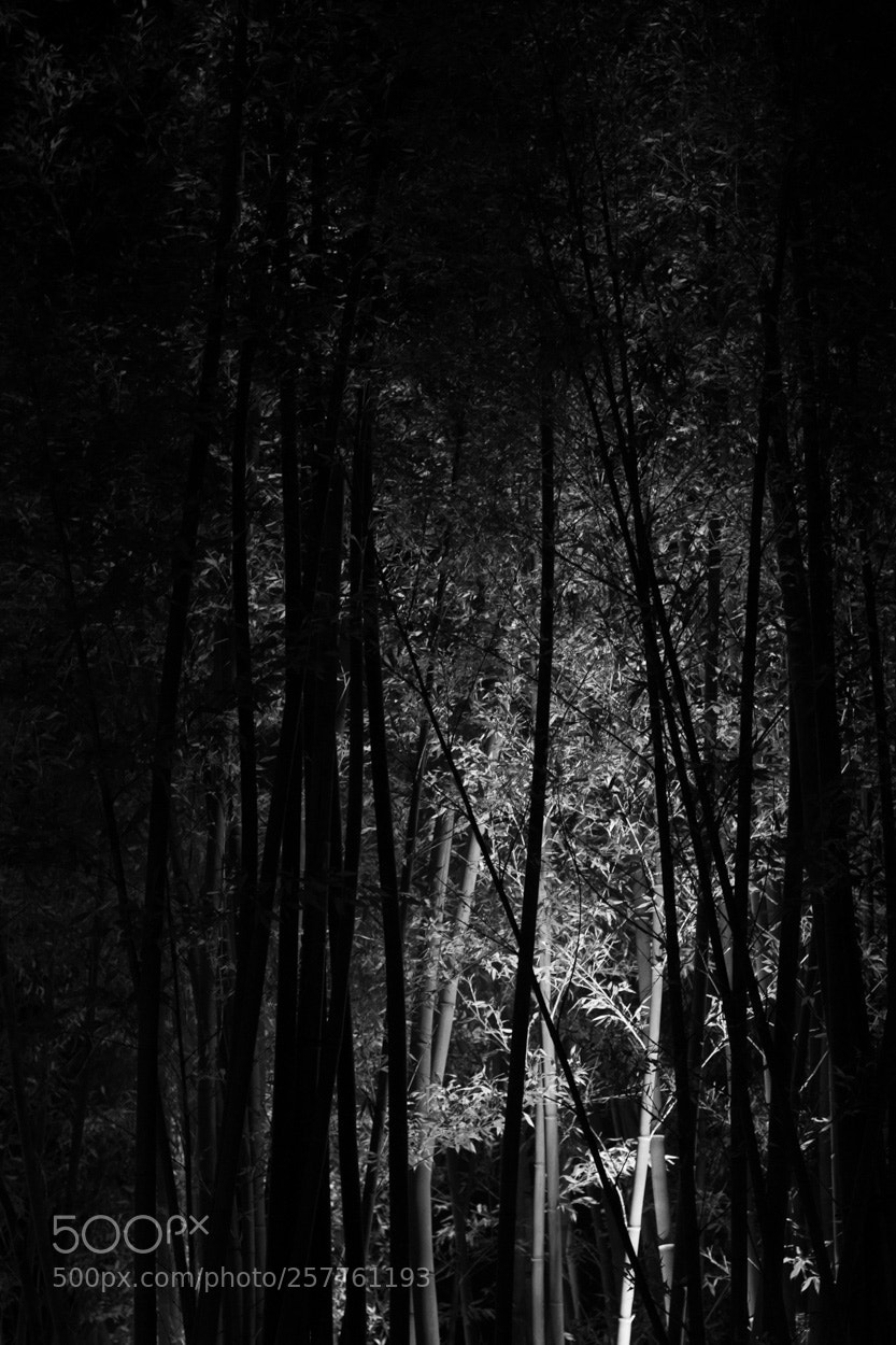 Canon EOS 7D sample photo. Night wood photography