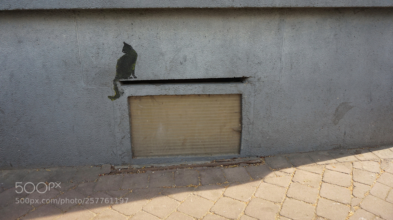Sony Alpha a5000 (ILCE 5000) sample photo. Cat on the wall photography