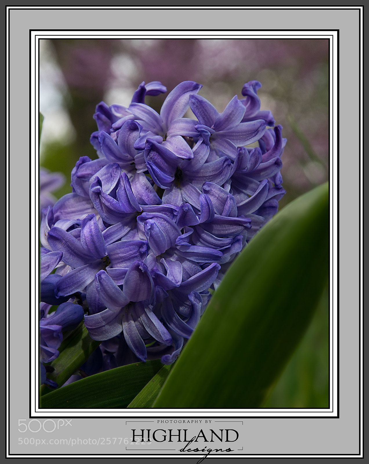 Sony a7 II sample photo. Hyacinth blossom m photography