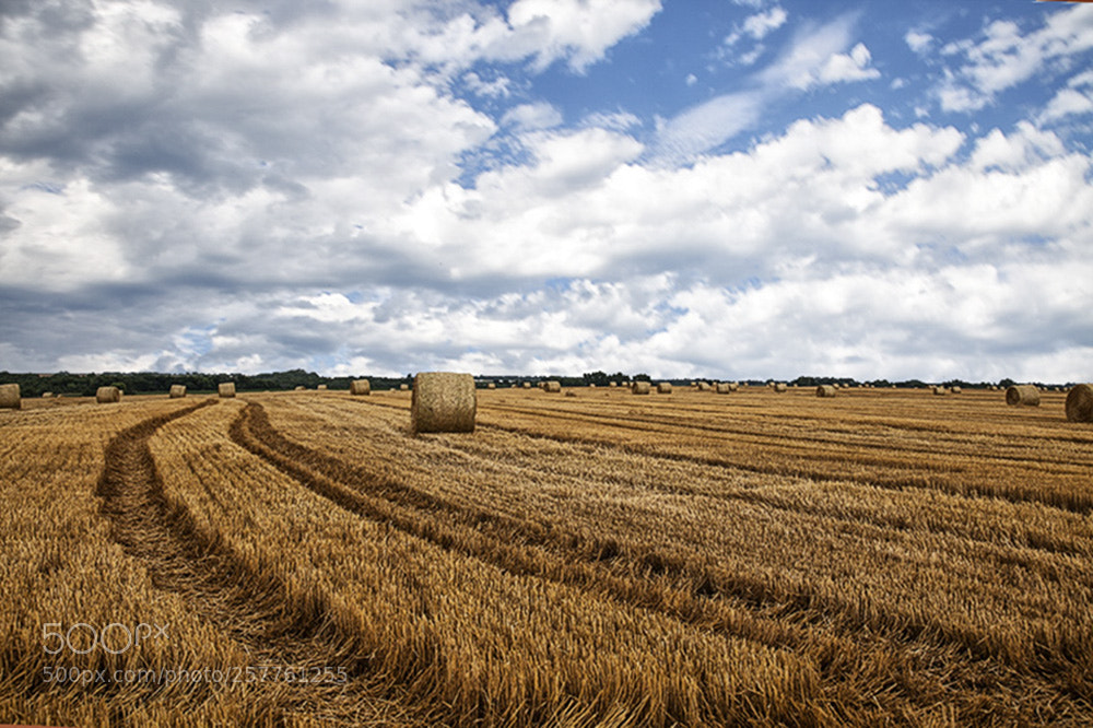 Canon EOS 5D Mark II sample photo. Wheat harvest photography