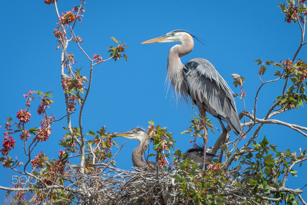 Nikon D7200 sample photo. Great blue heron and photography