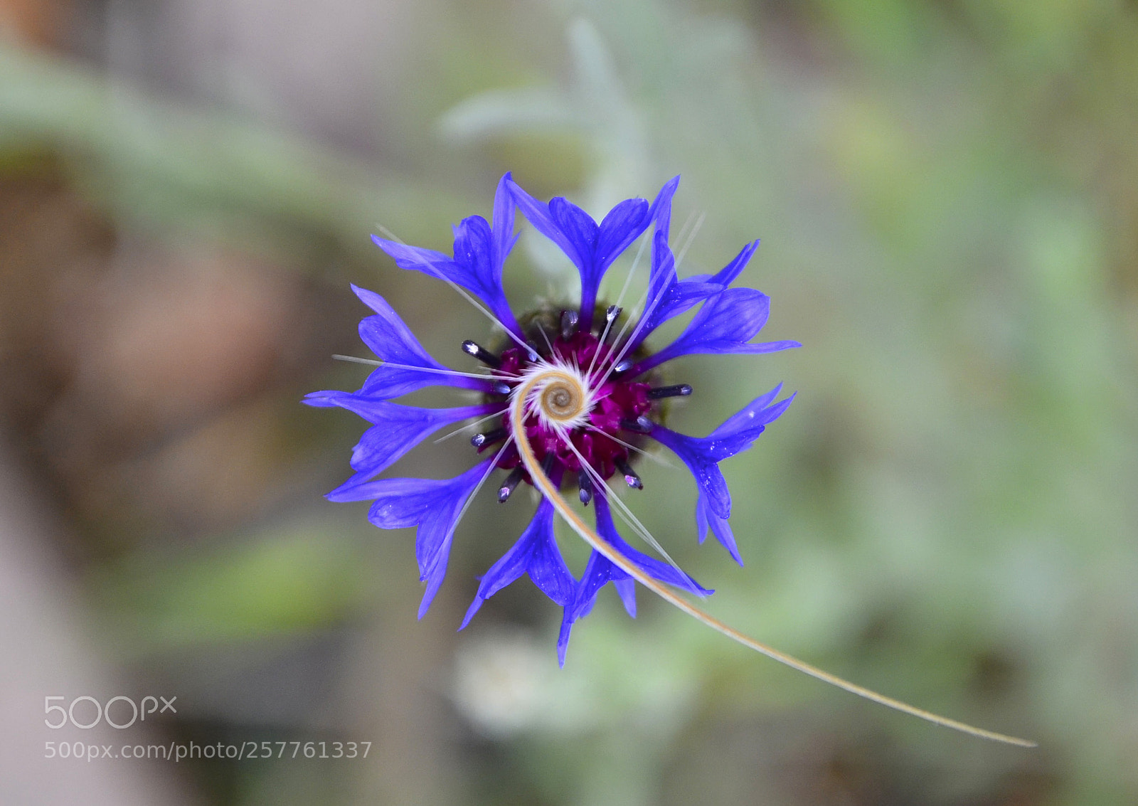 Nikon D7000 sample photo. Natural art photography