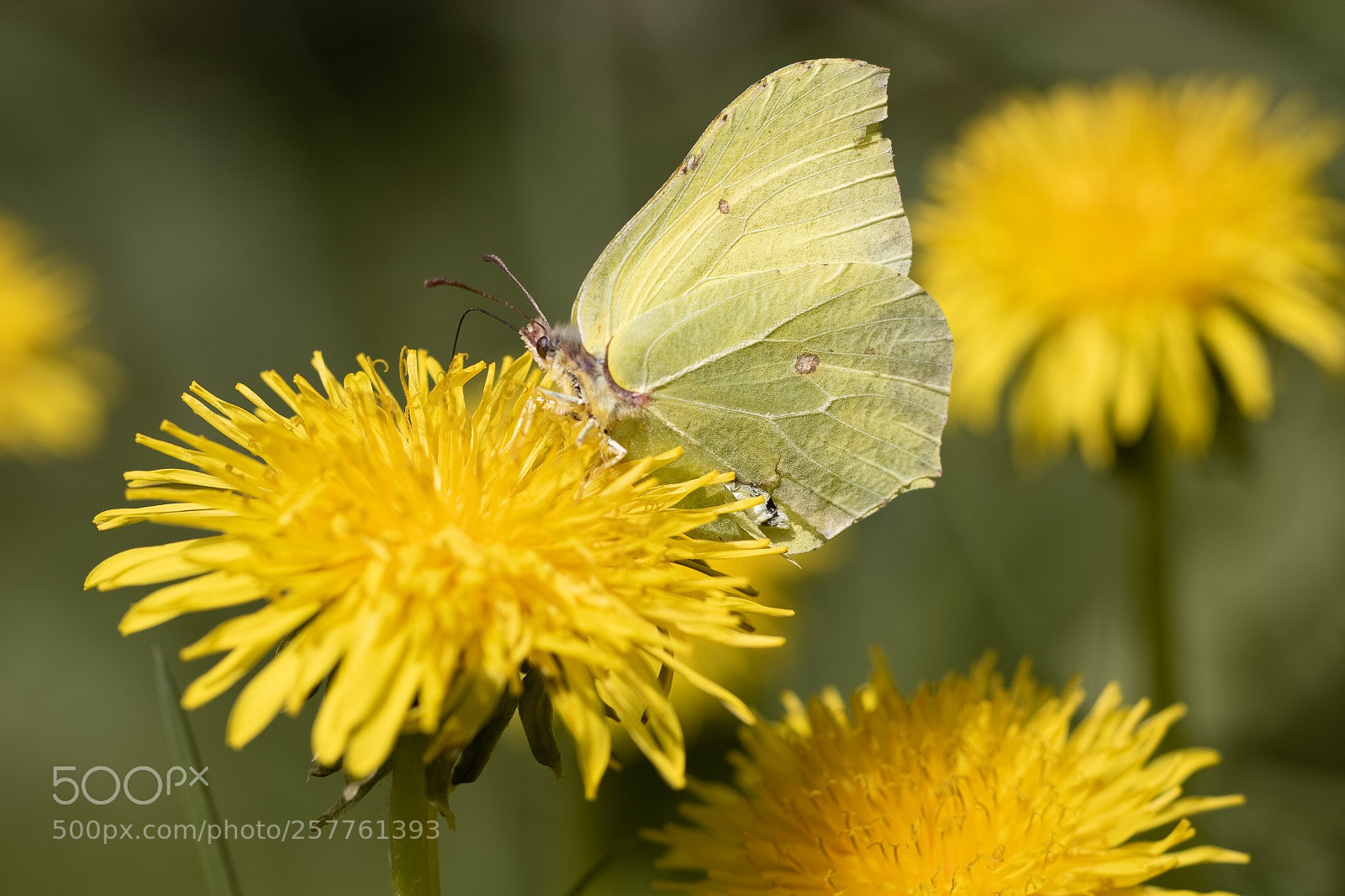 Canon EOS 7D Mark II sample photo. Butterfly  photography