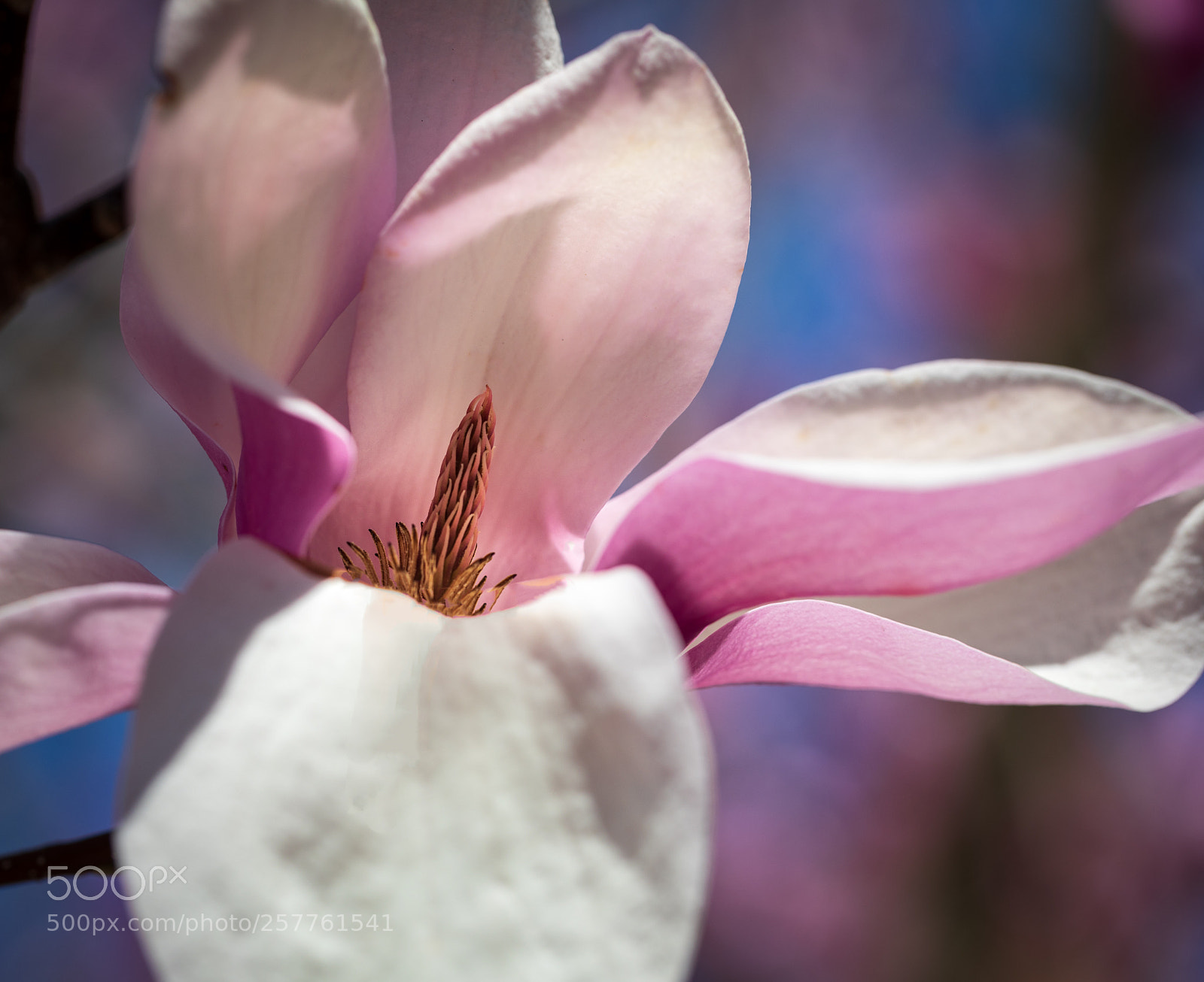 Canon EOS 5D Mark IV sample photo. Springtime magnolia blossom photography