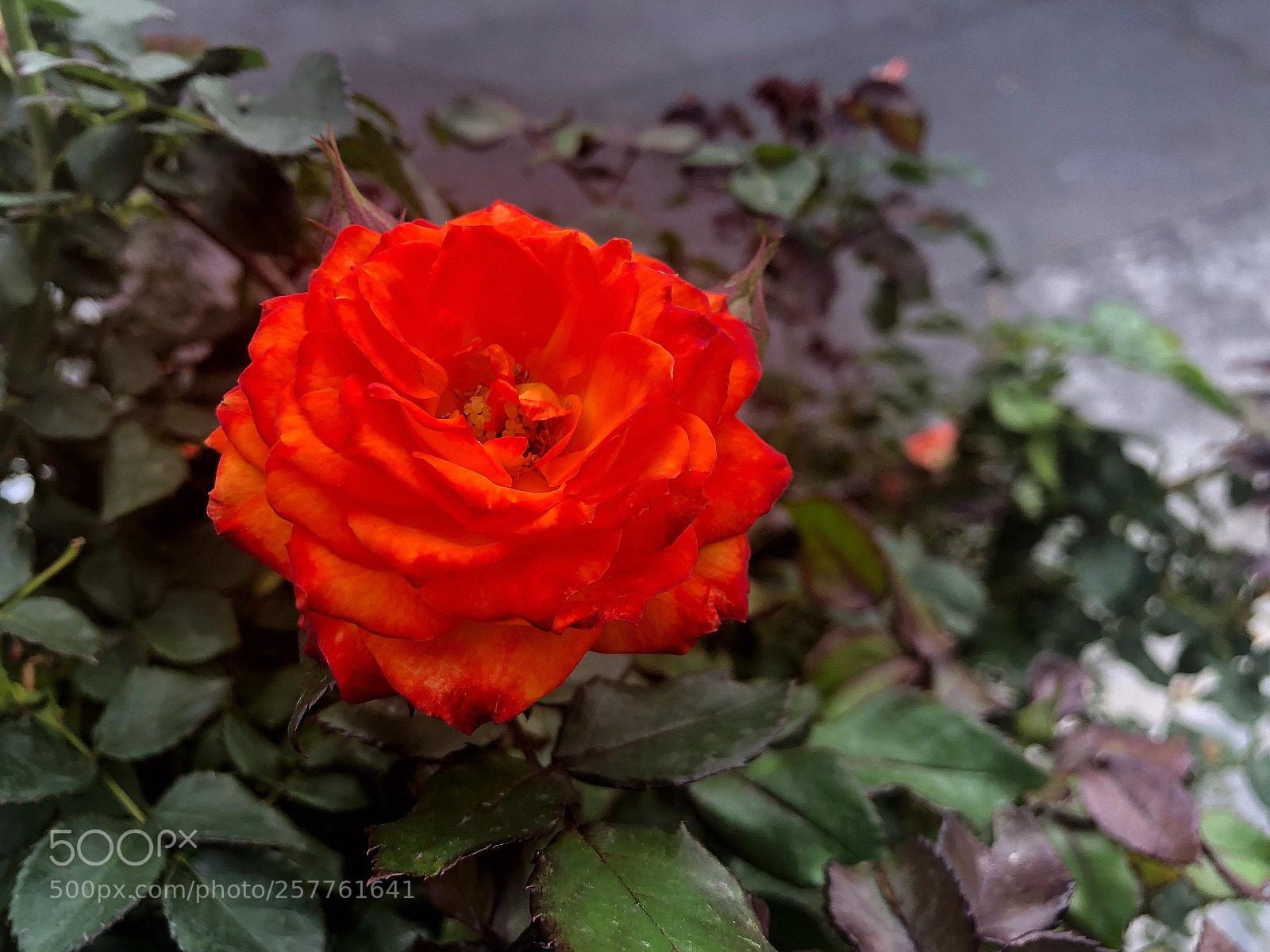 Apple iPhone 8 sample photo. Carmesí  photography