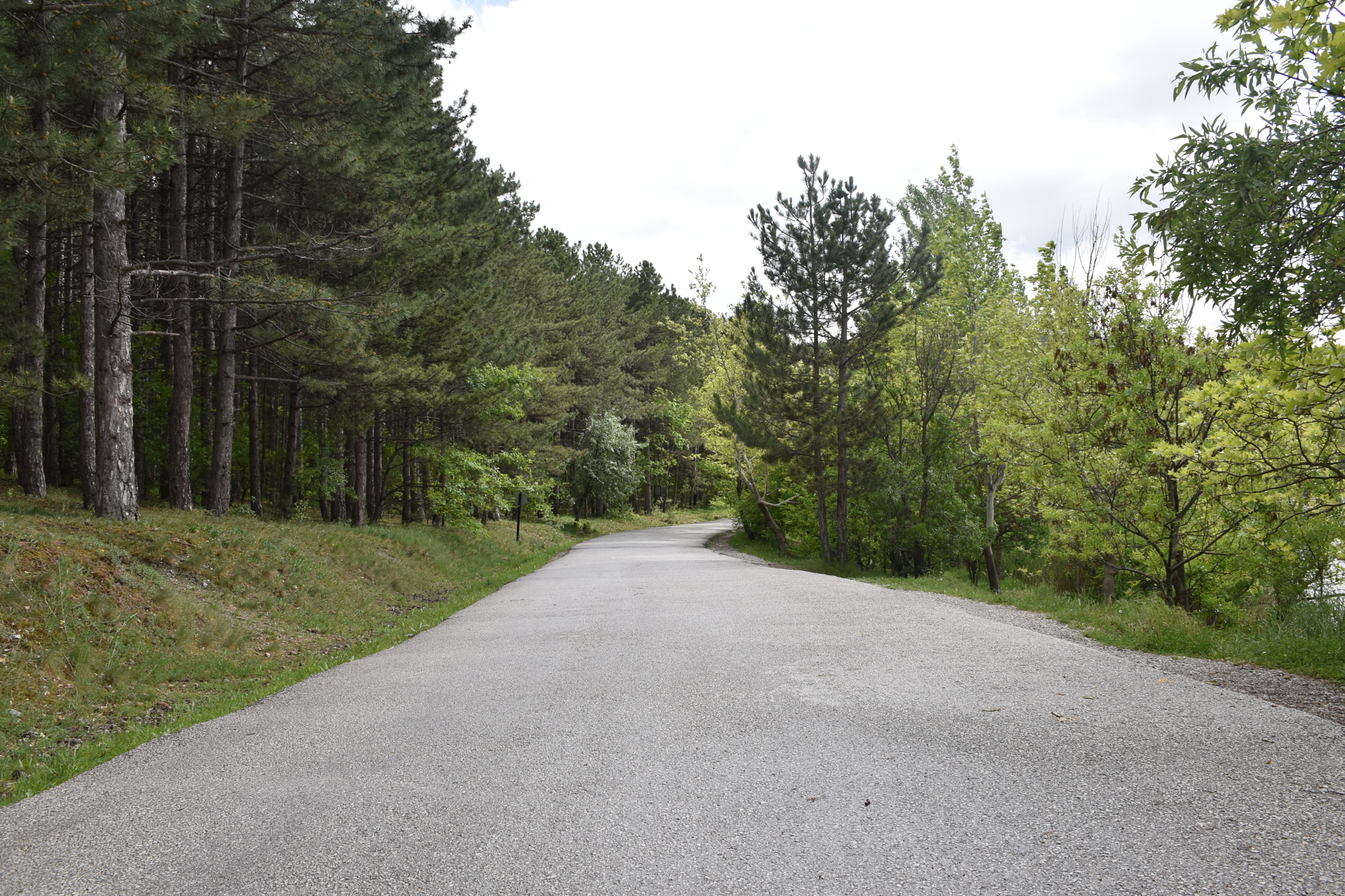 Nikon D5600 sample photo. Road between green. photography