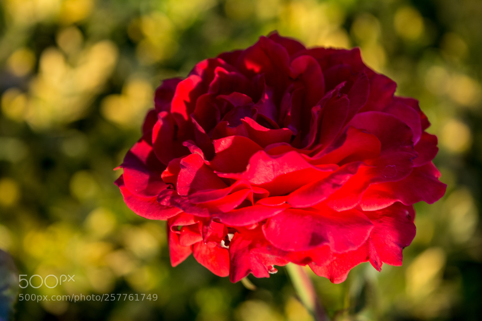 Nikon D5200 sample photo. Cyprus mountain flowers photography
