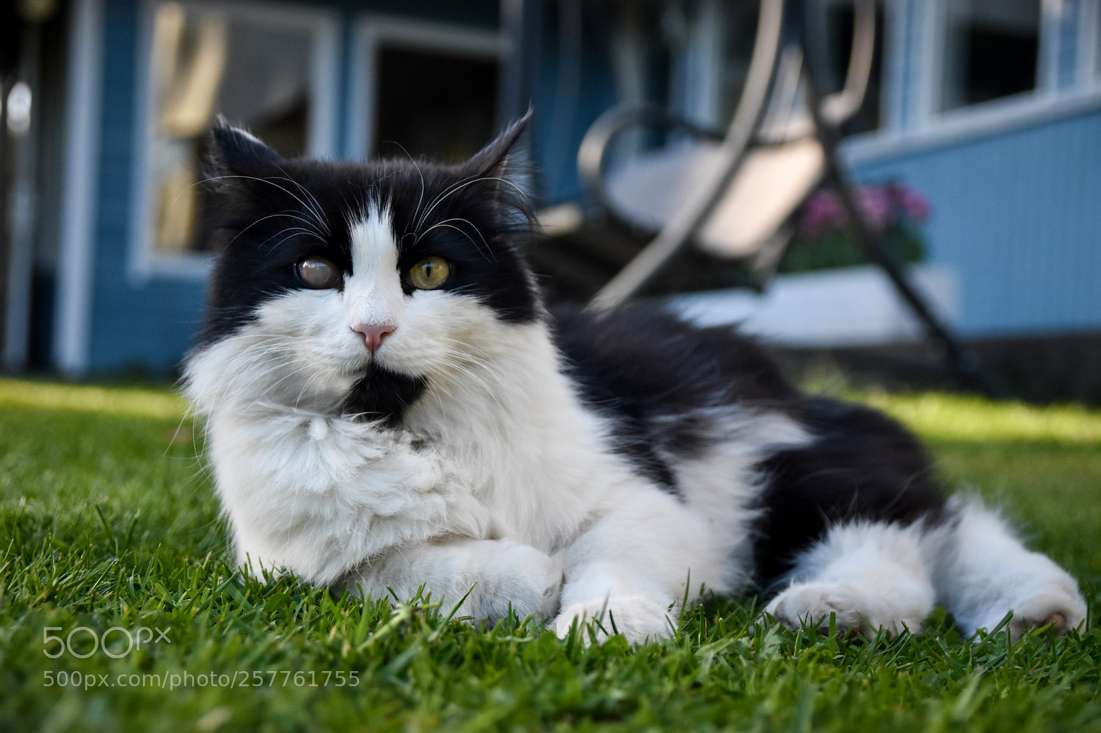 Nikon D5500 sample photo. Fast and furry-ous photography