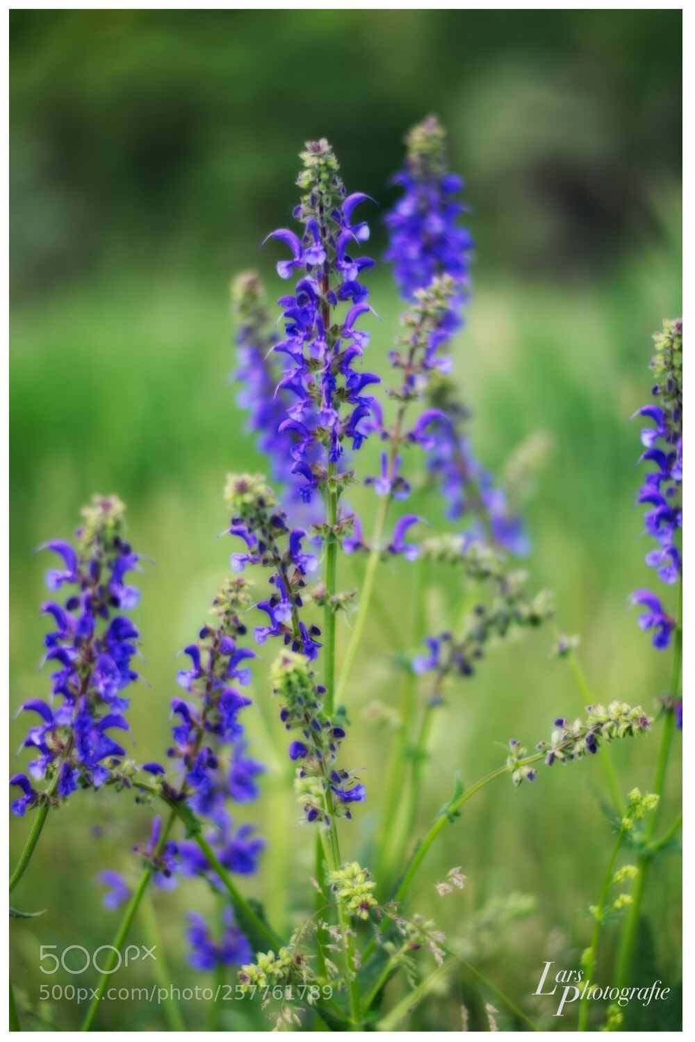 Nikon D5300 sample photo. Flowers  photography