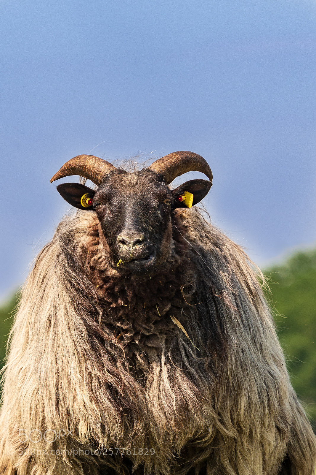 Olympus OM-D E-M5 II sample photo. Heidschnucke photography