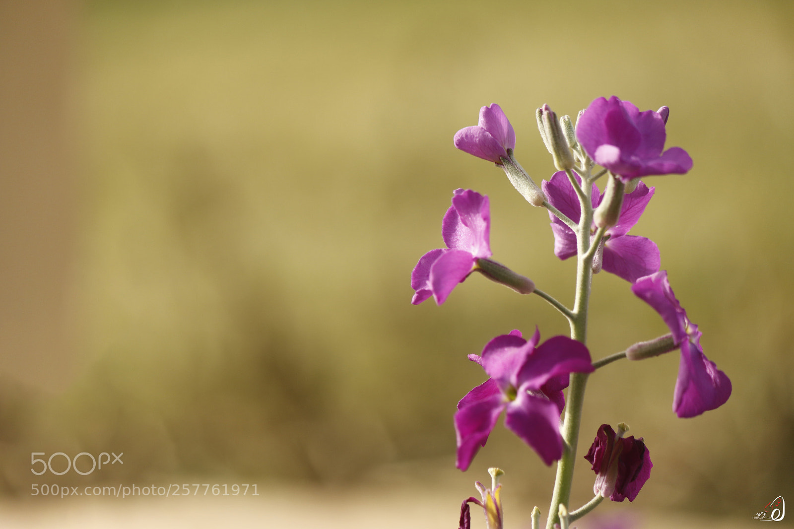 Canon EOS 70D sample photo. Ht photography