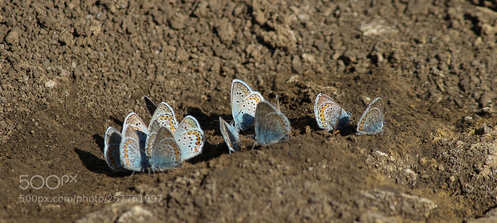 Canon EOS 1200D (EOS Rebel T5 / EOS Kiss X70 / EOS Hi) sample photo. Butterflies meetup photography