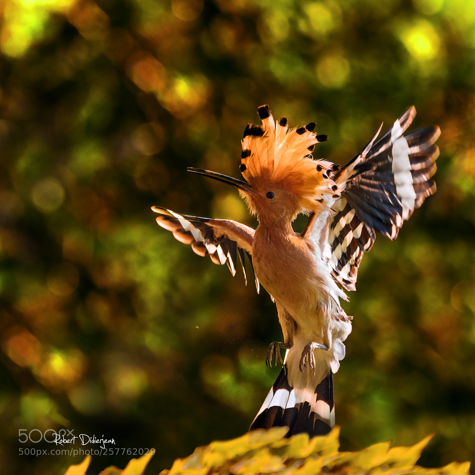 Nikon D810 sample photo. Hoopoe in the air photography