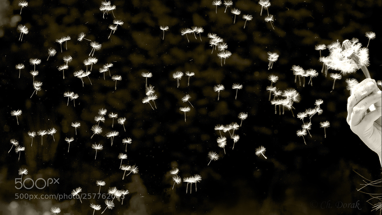 Nikon D750 sample photo. Dandelion photography