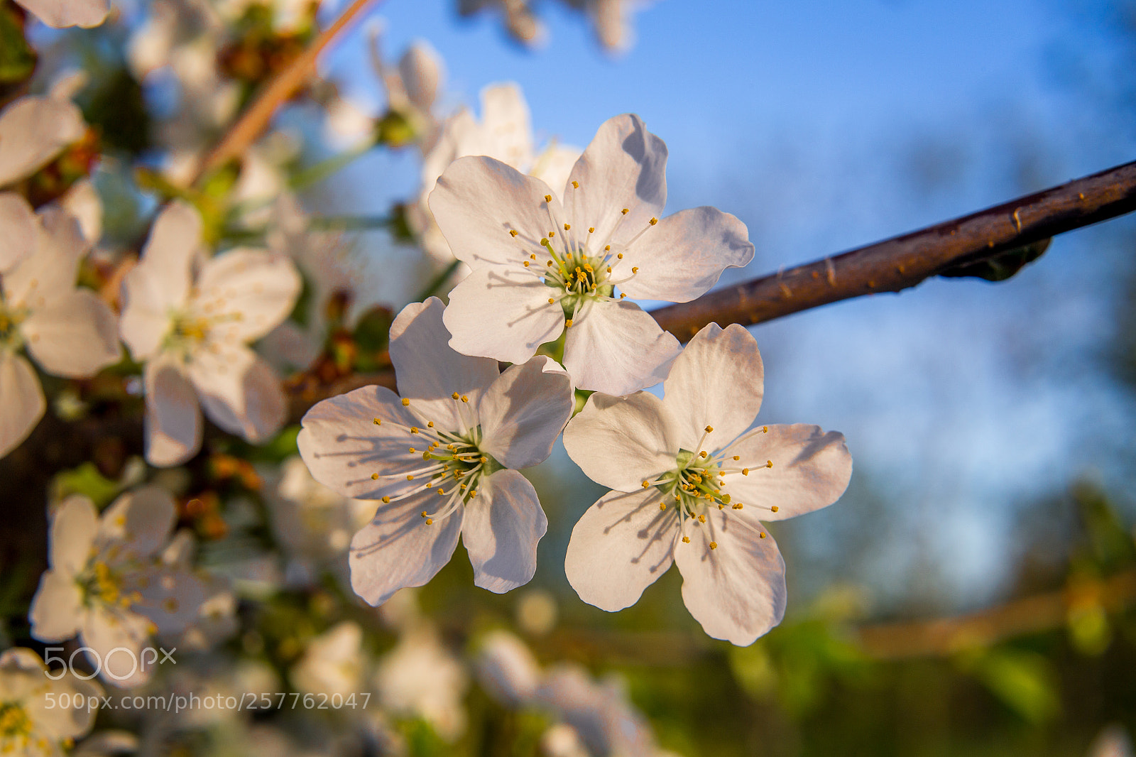 Canon EOS 6D sample photo. Evening flowers photography
